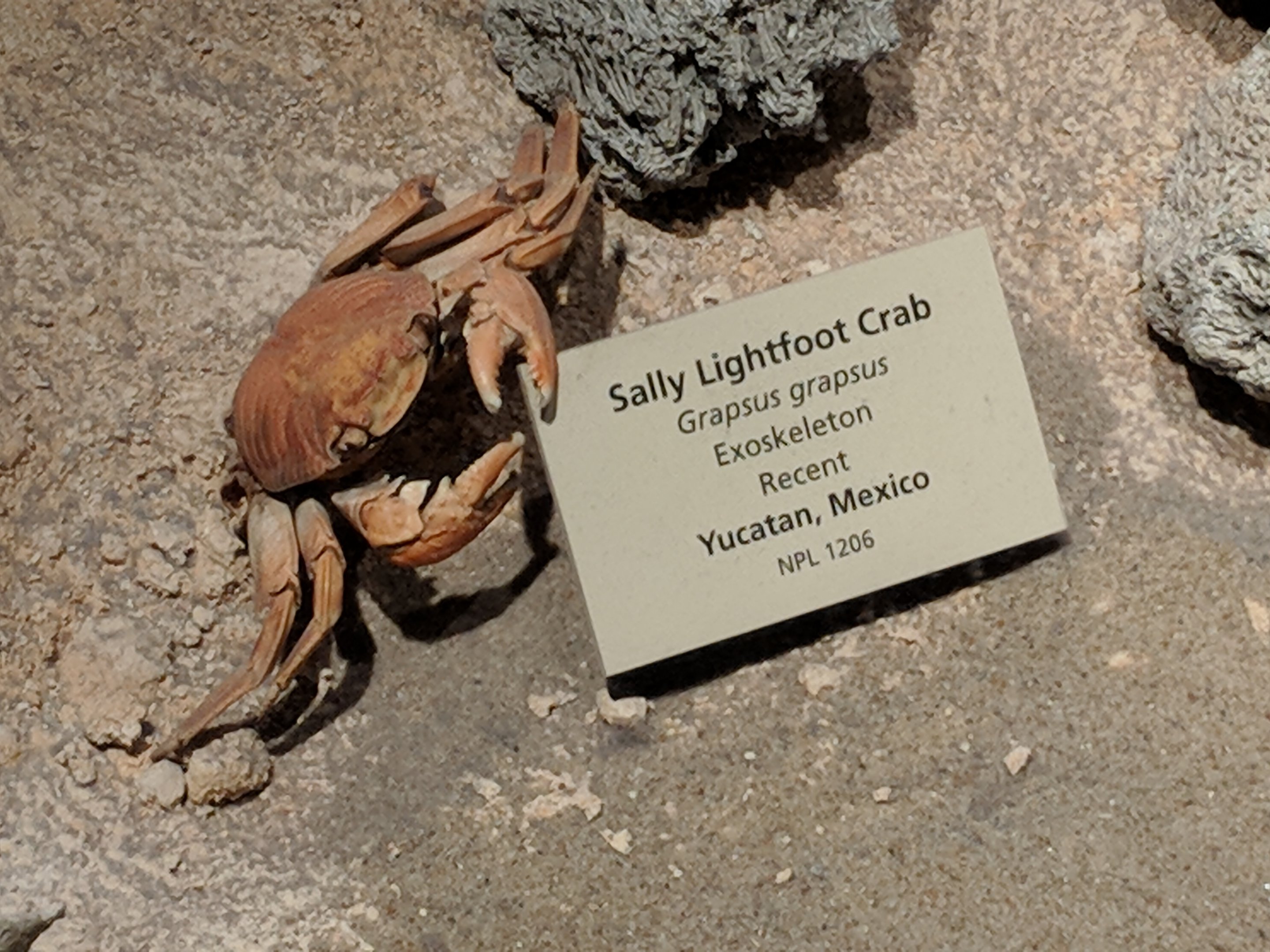 Sally Lightfoot Crab (Graspus graspus)