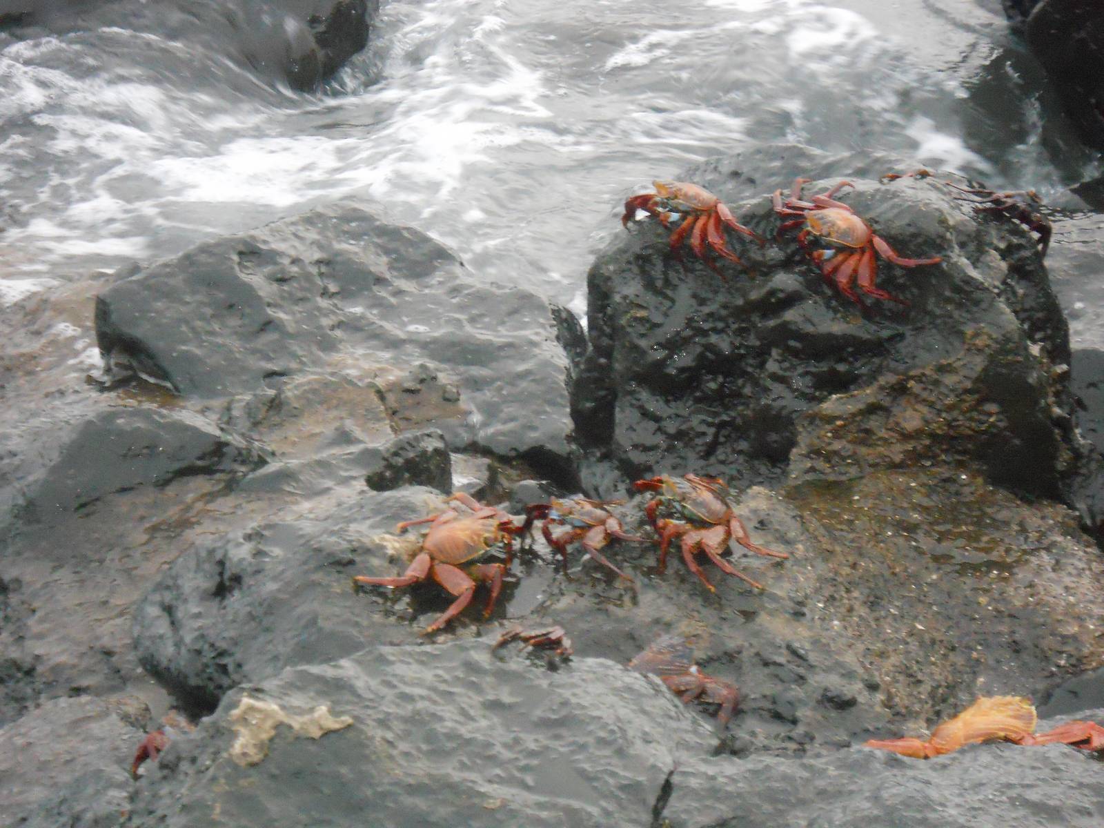 Sally Lightfoot Crabs