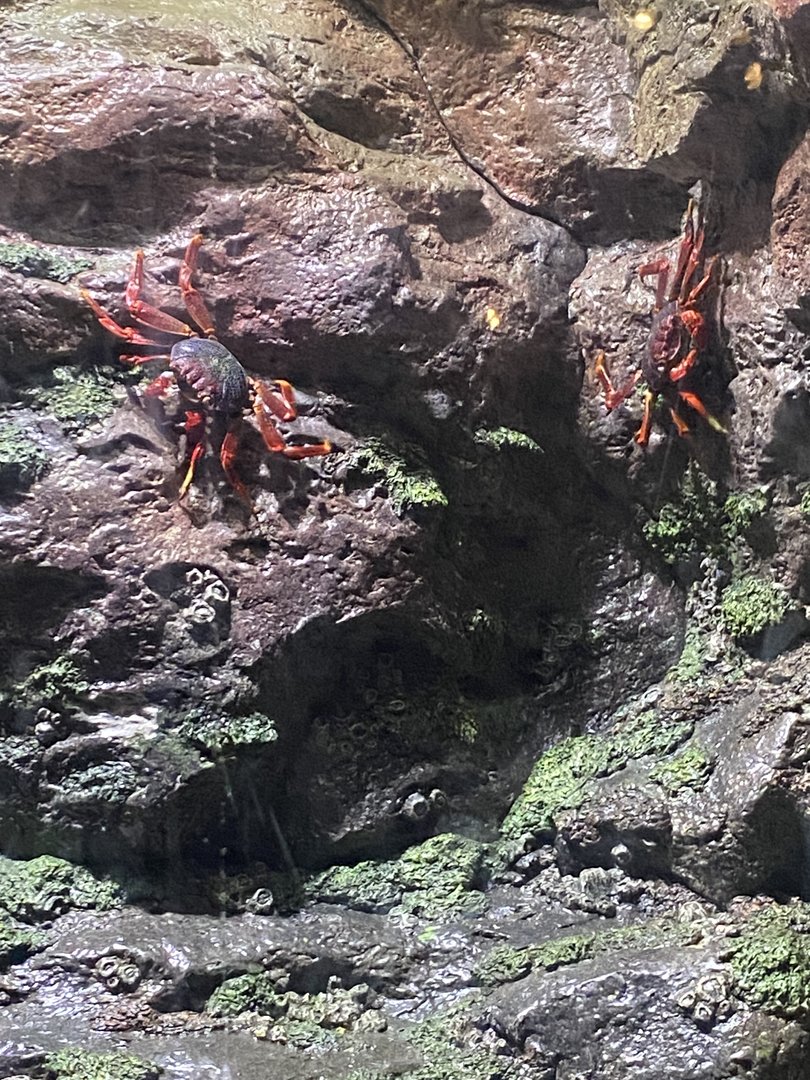 Sally Lightfoot Crabs