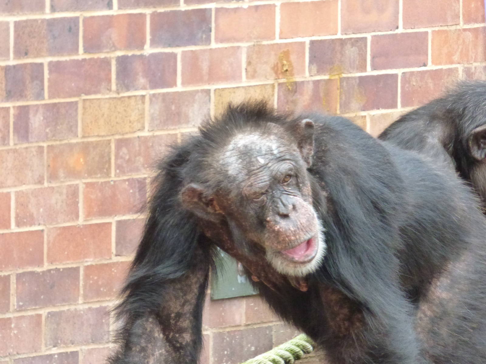 Sally The Chimpanzee