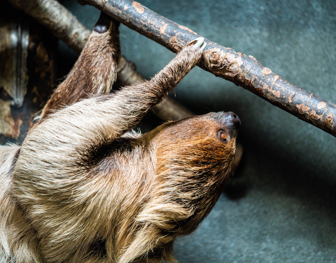 Sally the female Linnaeus's Two-toed Sloth