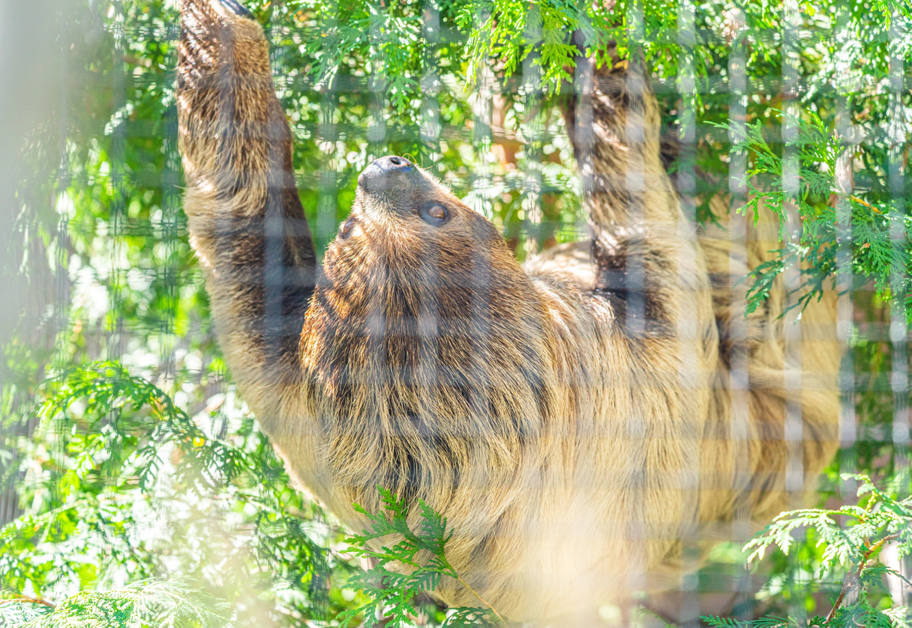 Sally the female Linnaeus's Two-toed Sloth