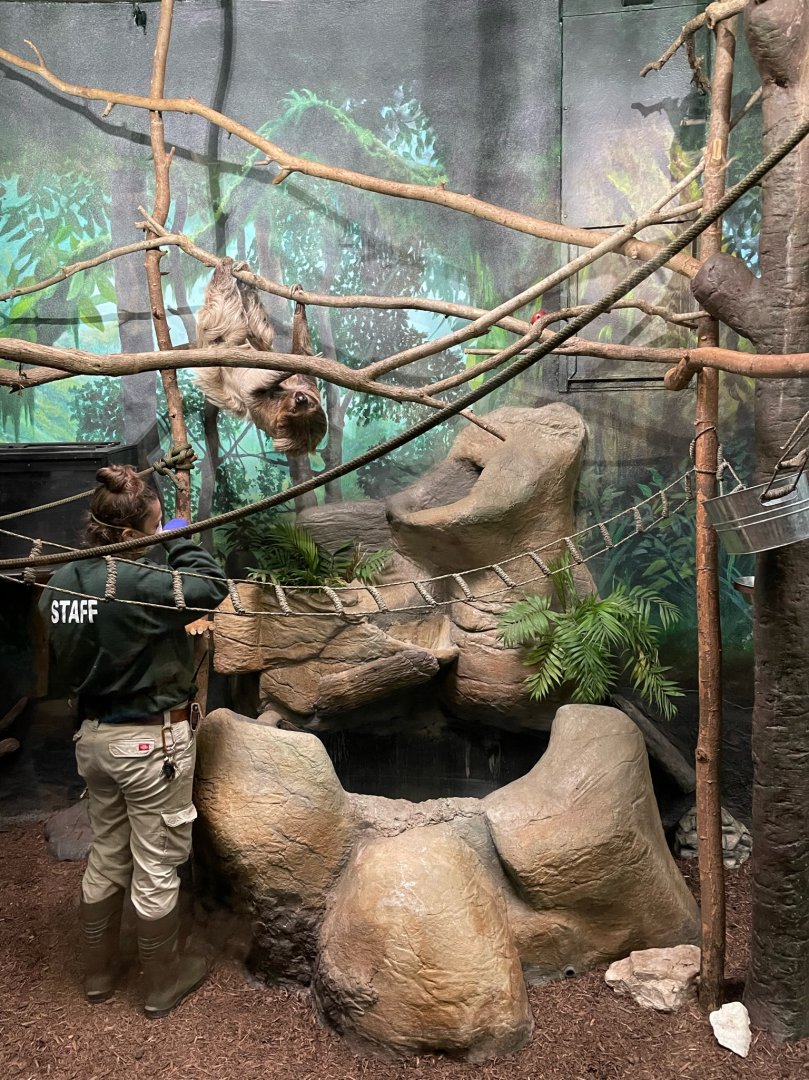 Sally the Two-Toed Sloth