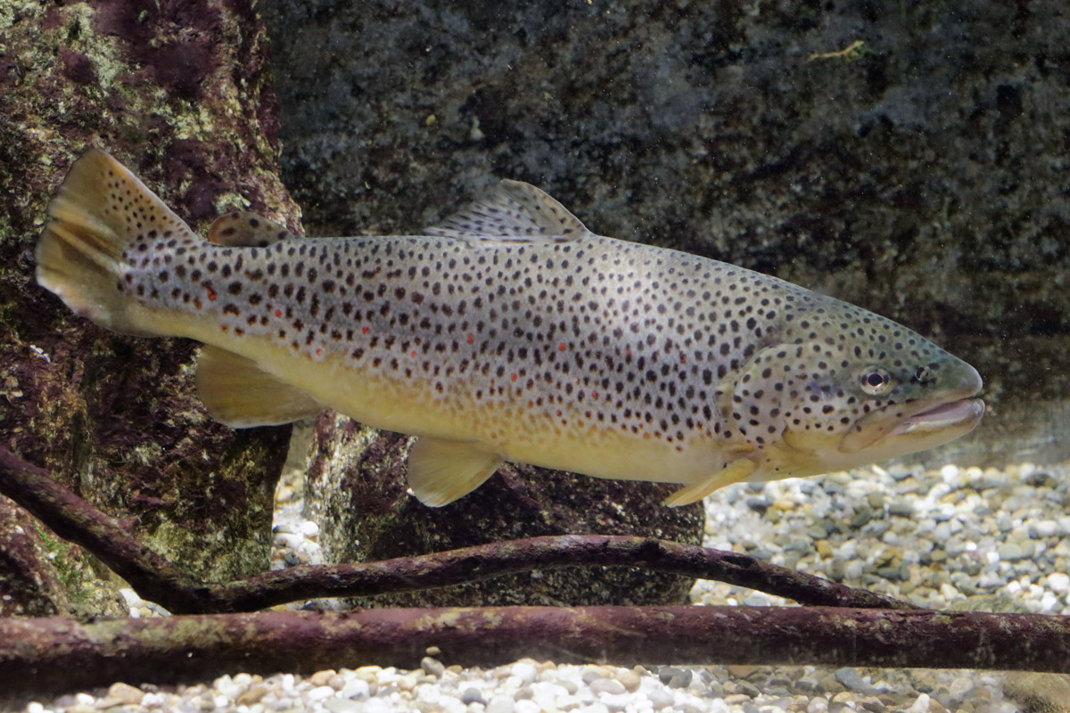 Salmo trutta fario, Salvelinus fontinalis or Oncorhynchus mykiss? (mixed aquarium whith those 3 species)