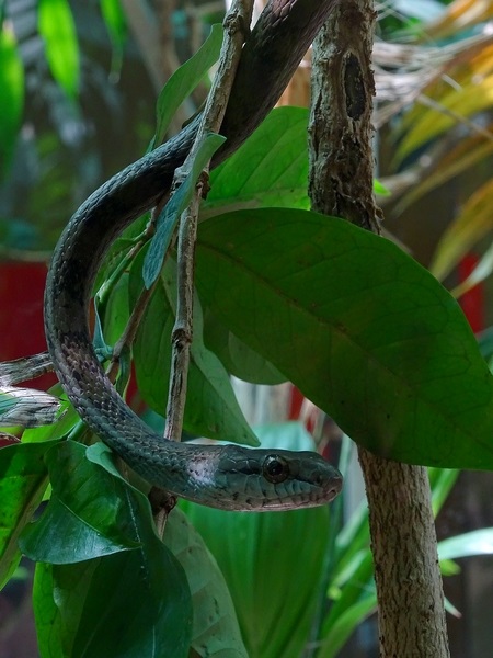 Salmon-bellied Racer (Mastigodryas melanolomus)