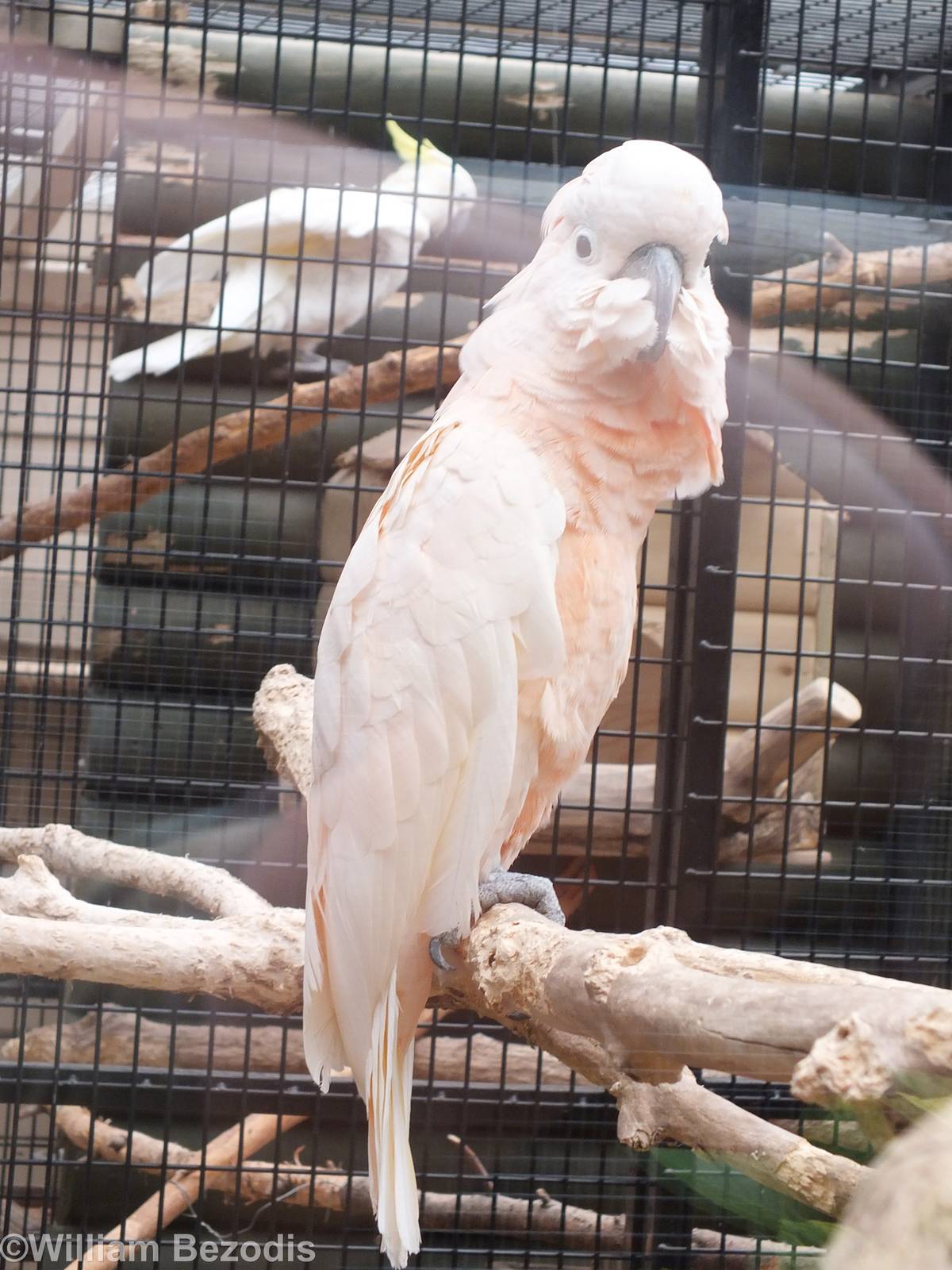 Salmon-crested Cockatoo (and sulphur-crested behind)