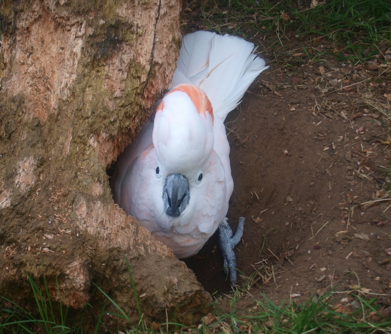 Salmon-crested cockatoo (April 19th, 2015)