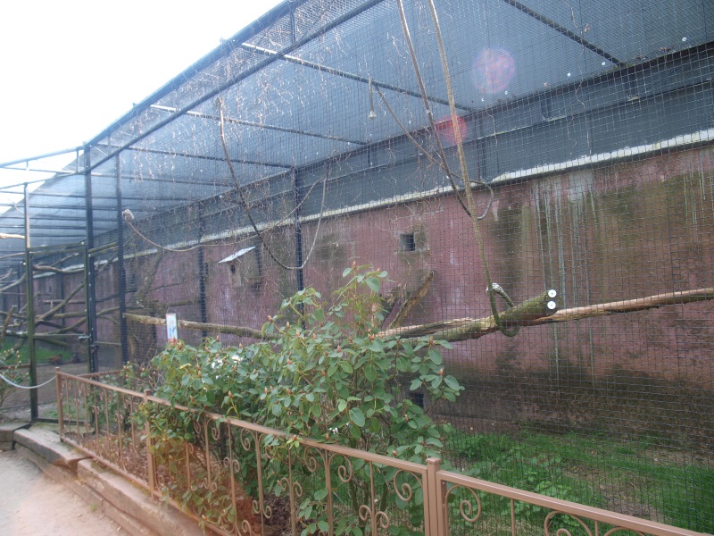 Salmon-crested cockatoo aviary (April 19th, 2015)