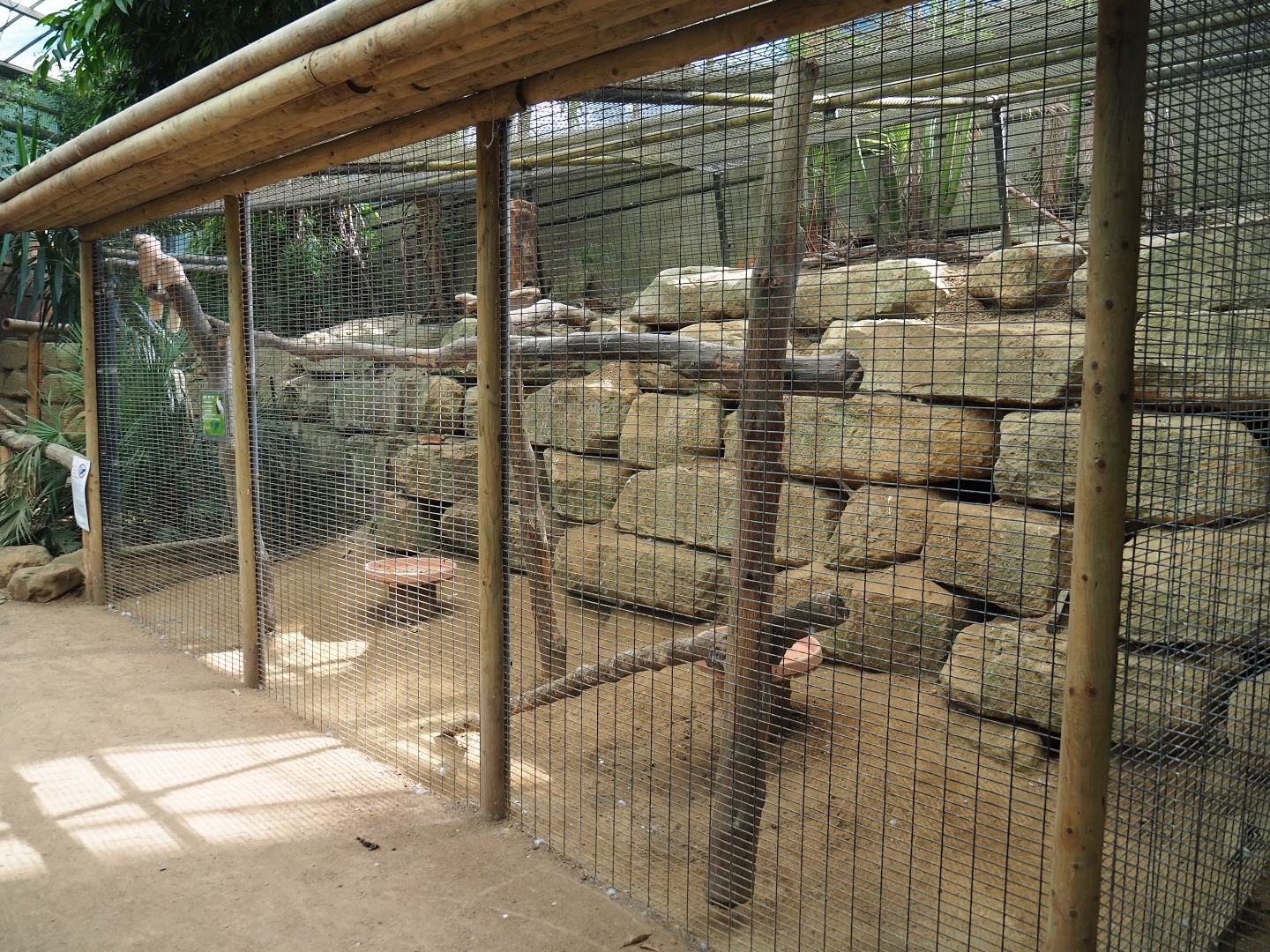 Salmon-crested cockatoo aviary (Aug 28th, 2018)