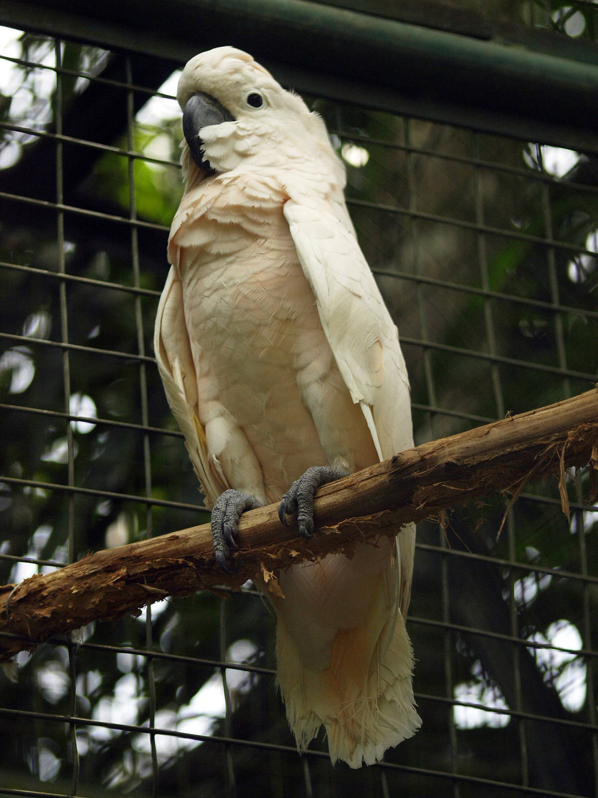 Salmon Crested Cockatoo (C.moluccensis)