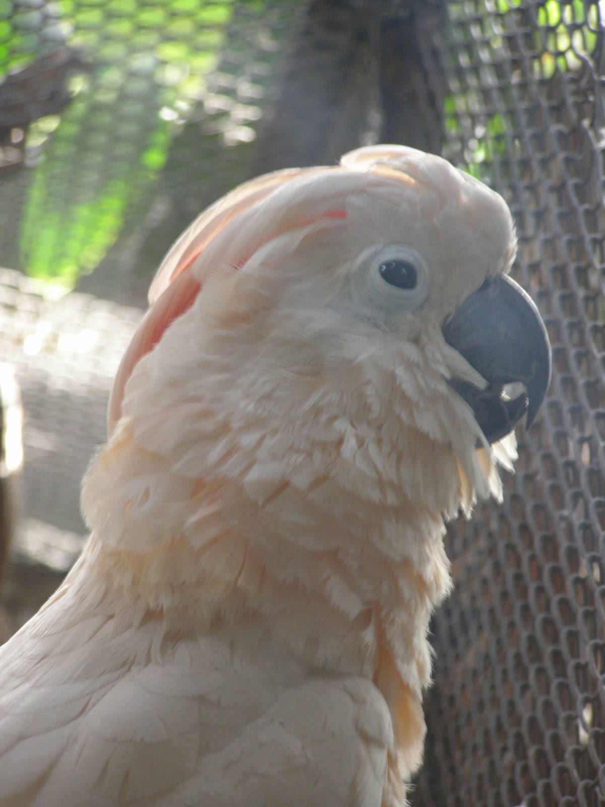 salmon-crested cockatoo (Cacatua molucca)