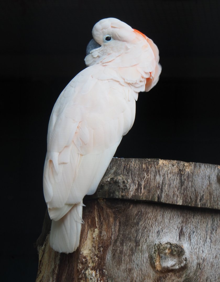Salmon-crested cockatoo (Cacatua moluccensis), 2019-10-05