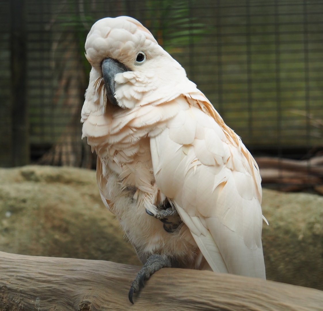 Salmon-crested  cockatoo (Cacatua moluccensis), Aug 28th, 2018