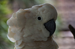 Salmon Crested Cockatoo - Cacatua moluccensis - Melaka Zoo - 2009