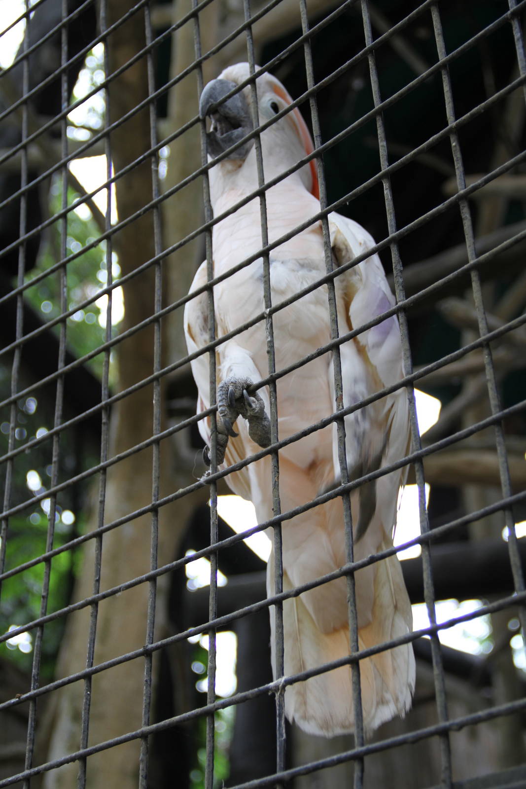 Salmon-crested Cockatoo (Cacatua moluccensis)