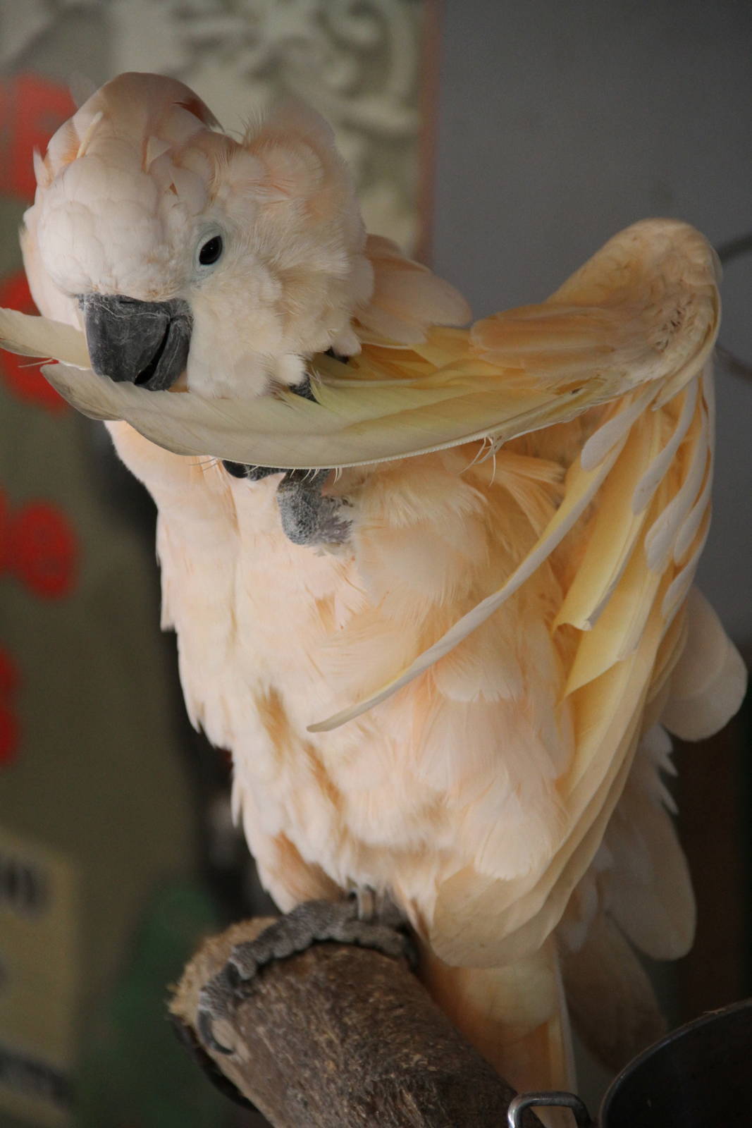 Salmon-crested Cockatoo (Cacatua moluccensis)