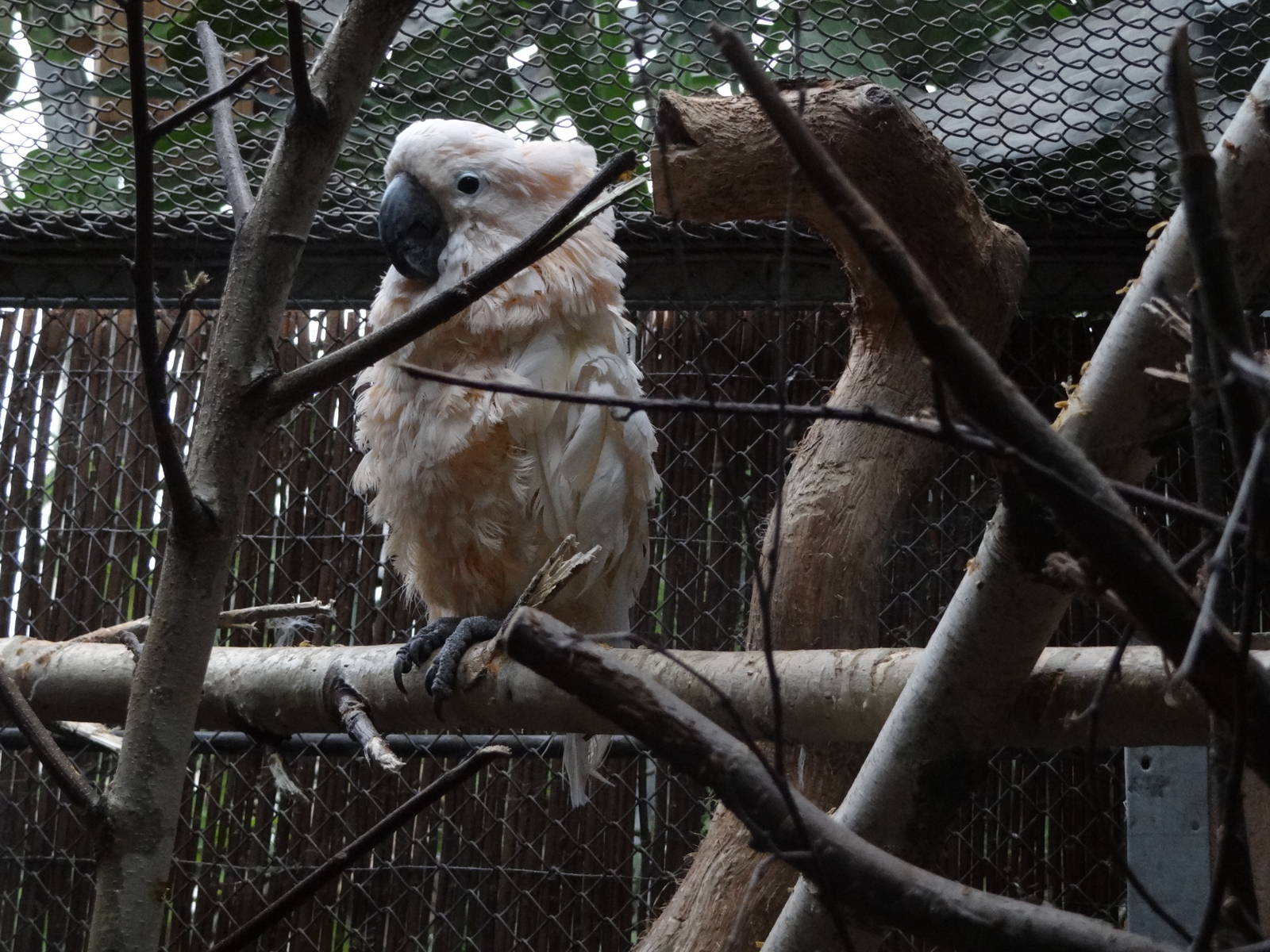 Salmon-crested cockatoo (Cacatua moluccensis)