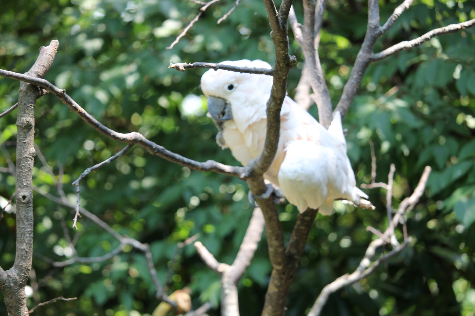 Salmon-crested cockatoo (Cacatua moluccensis)