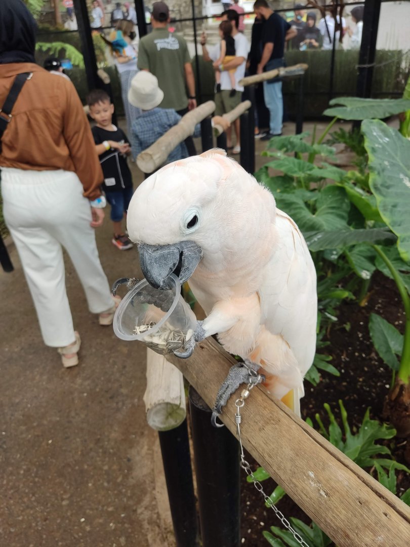 Salmon-crested Cockatoo (Cacatua moluccensis)