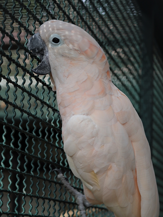 Salmon-crested cockatoo (Cacatua moluccensis)