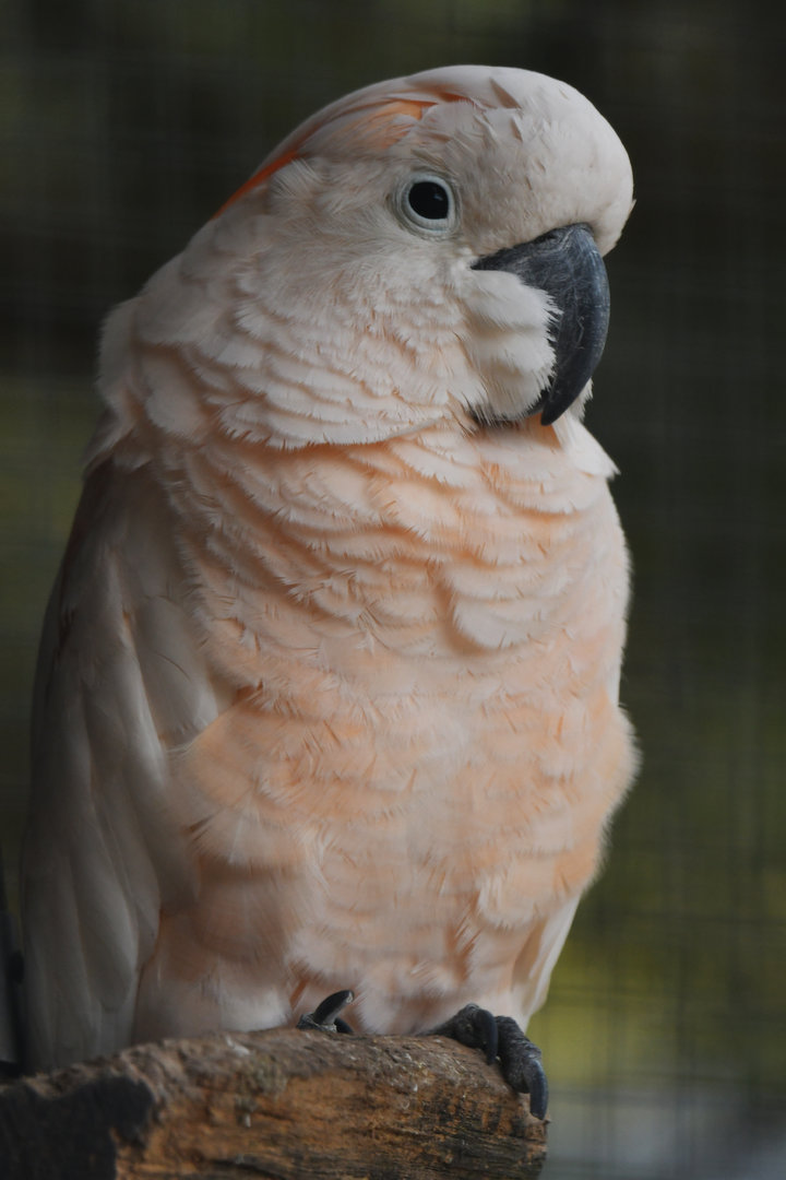 Salmon-crested Cockatoo Cacatua moluccensis
