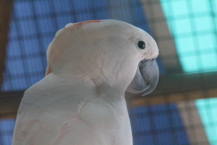 Salmon-crested cockatoo (Cacatua moluccensis)