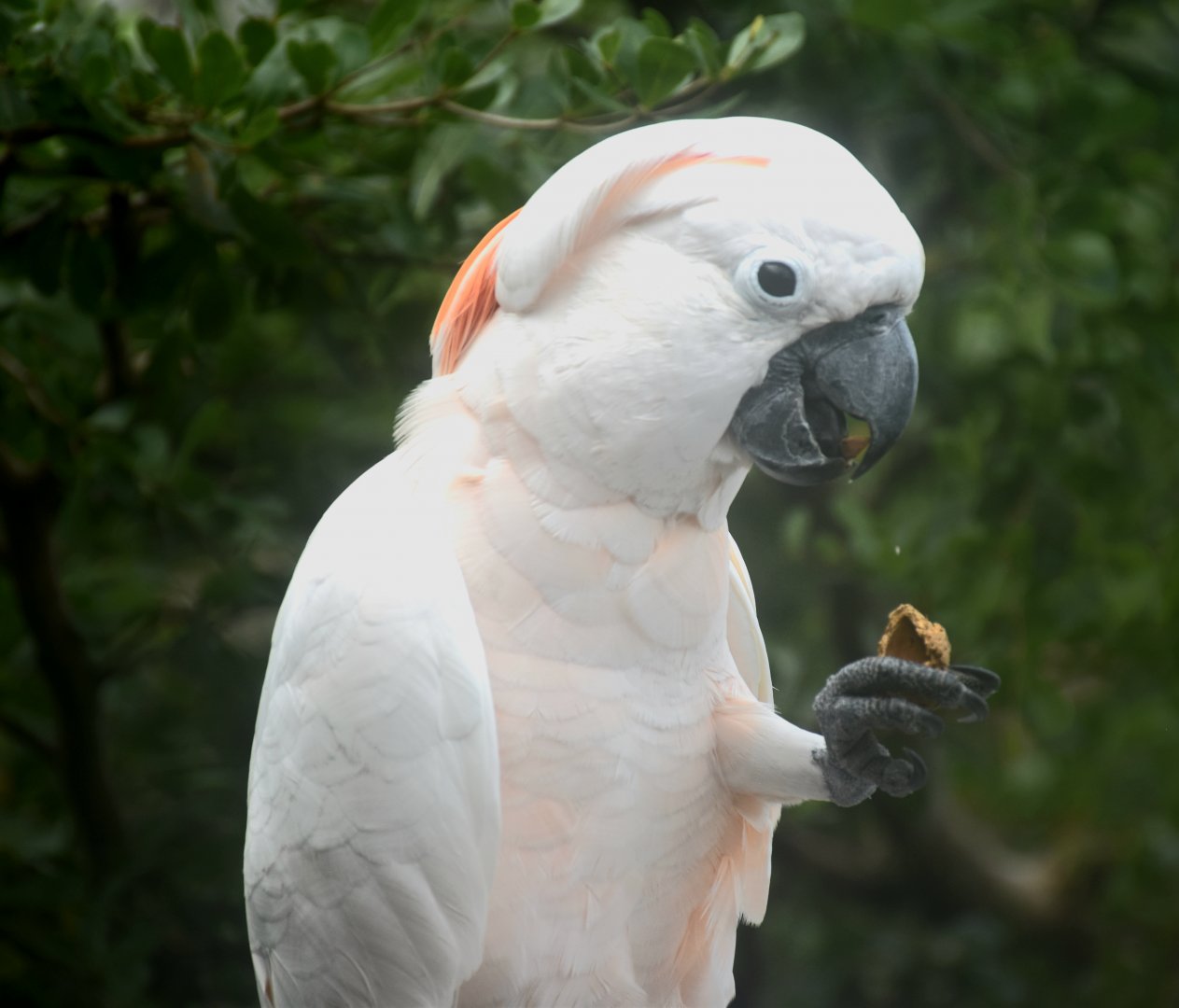 Salmon-crested Cockatoo (Cacatua moluccensis)