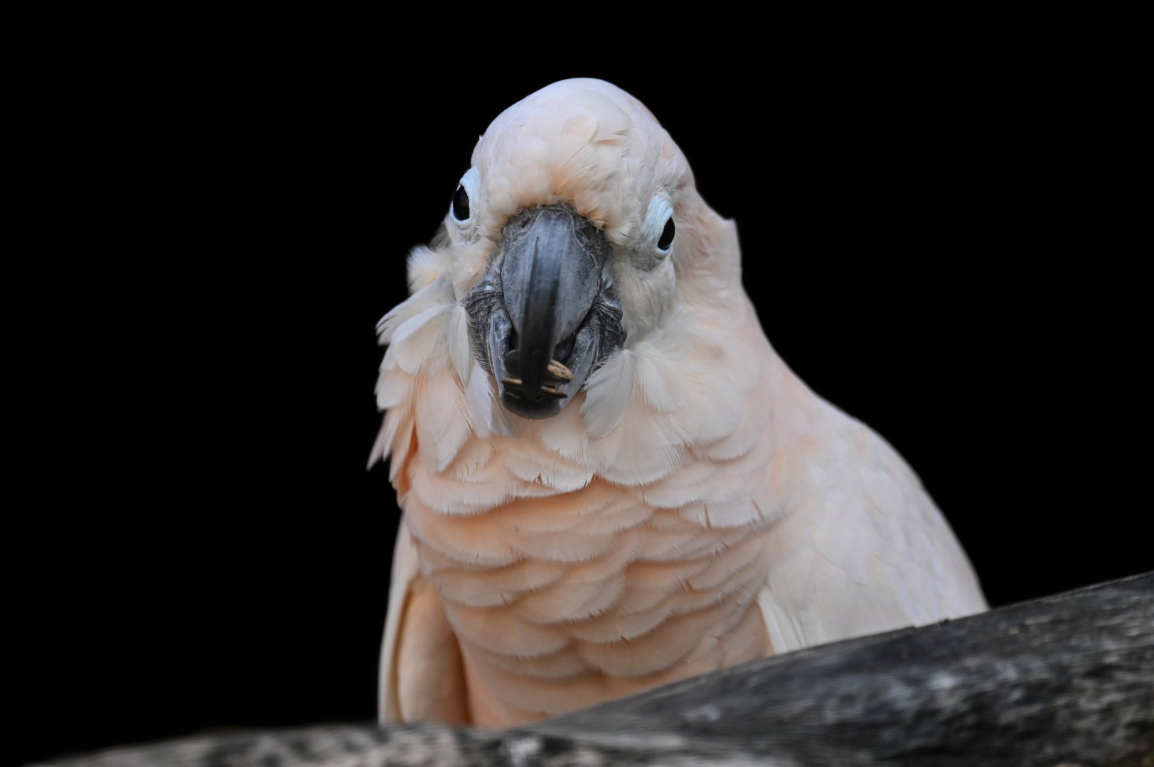 Salmon-crested Cockatoo Cacatua moluccensis
