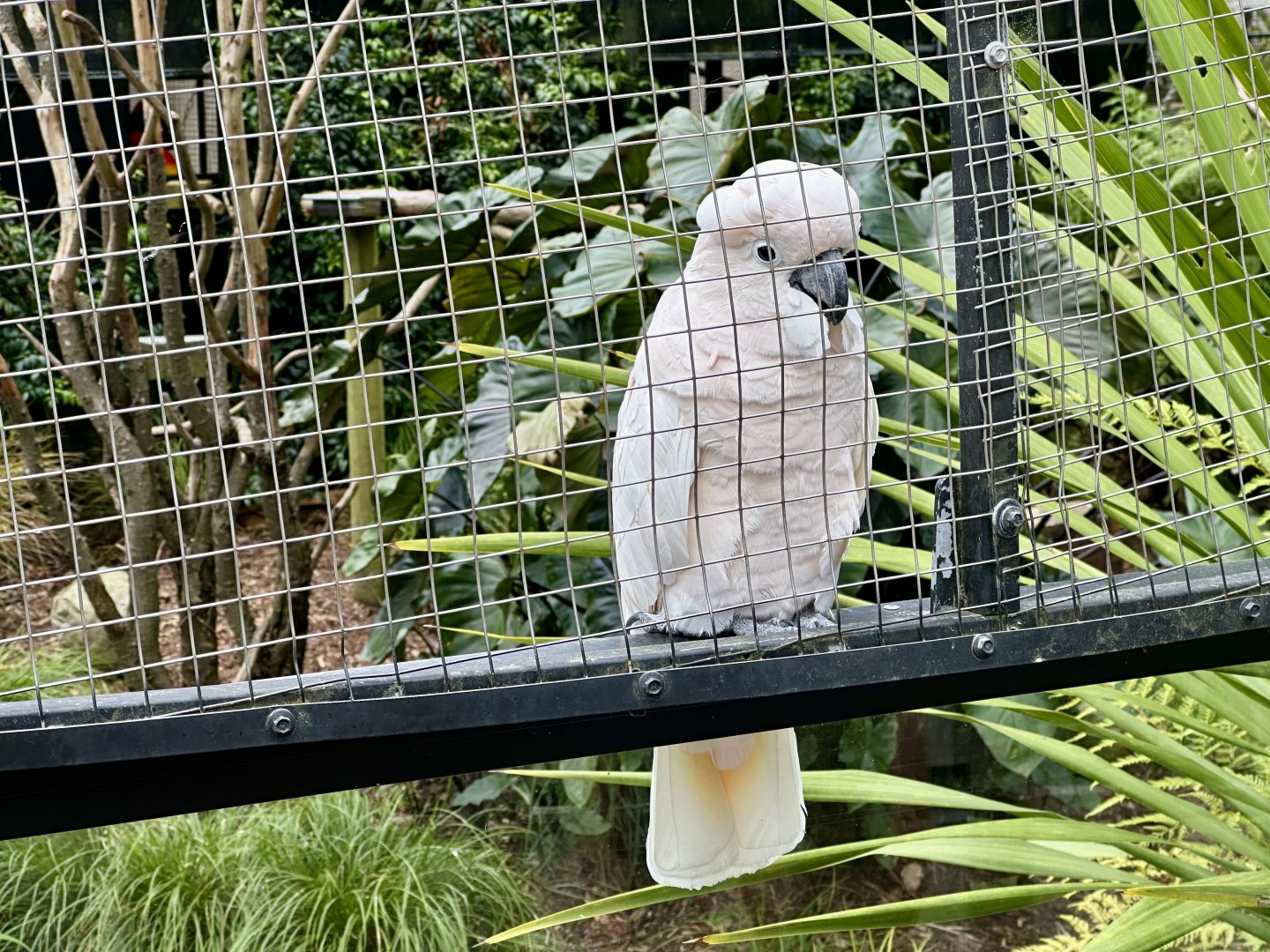 Salmon-crested cockatoo (Cacatua moluccensis)