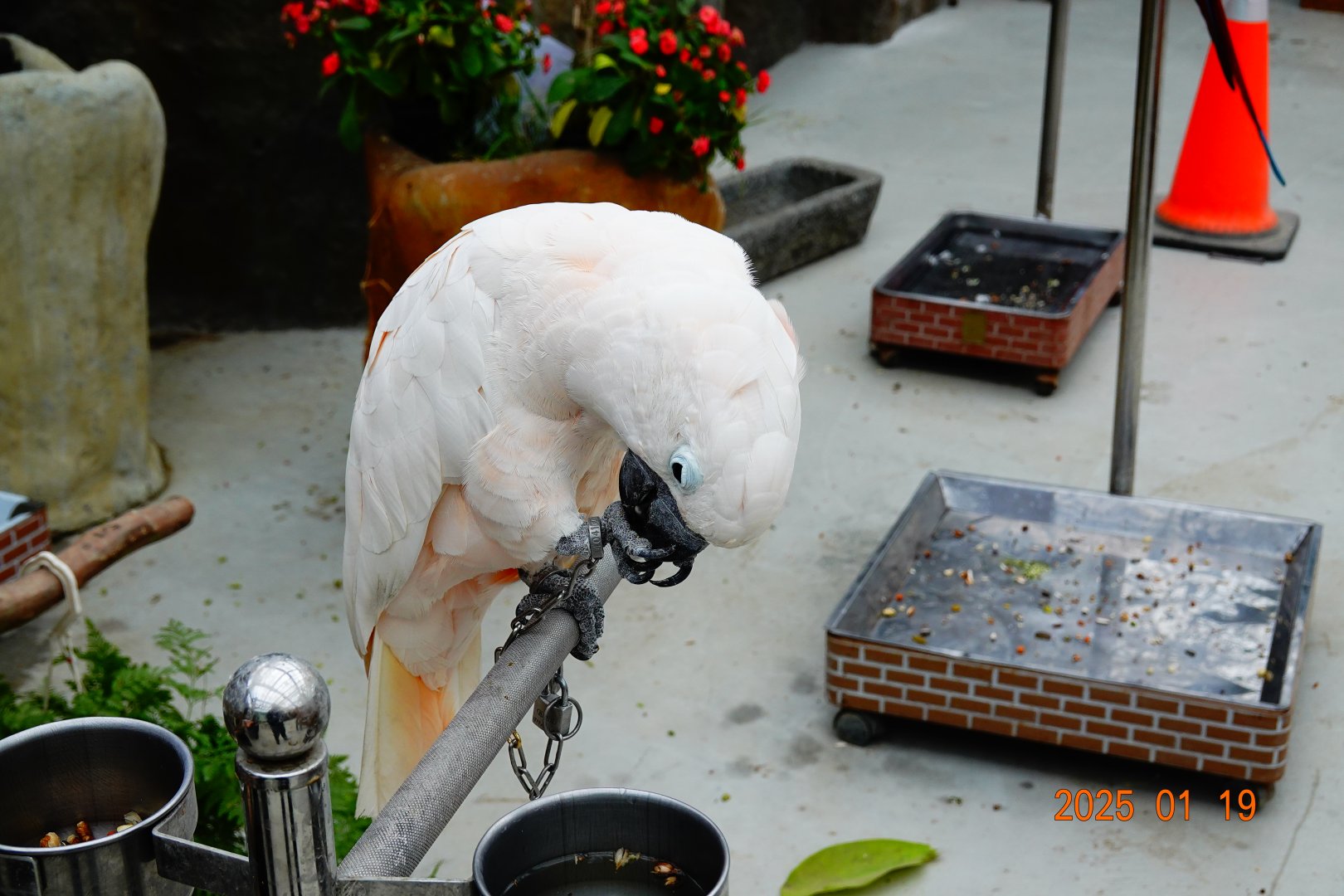 Salmon-crested Cockatoo (Cacatua moluccensis)