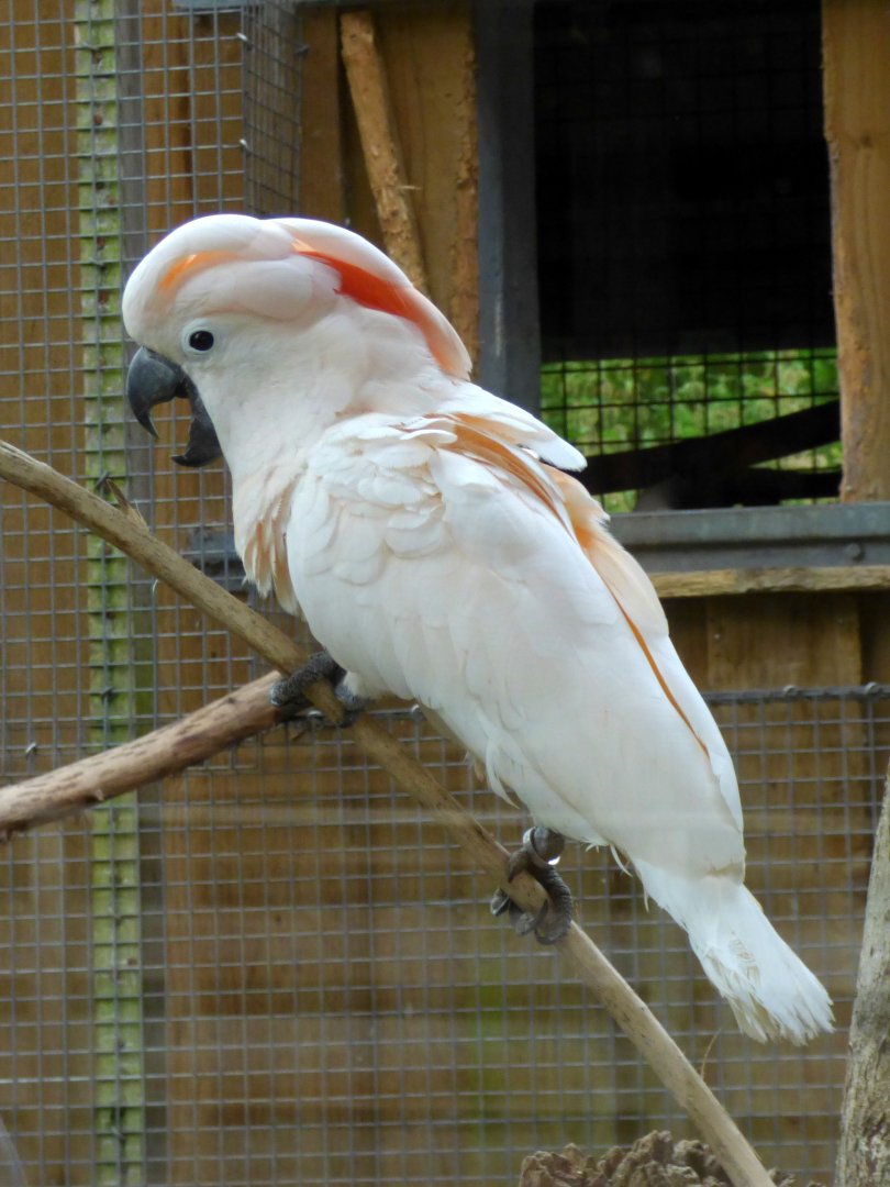 Salmon-crested cockatoo (Cacatua moluccensis)