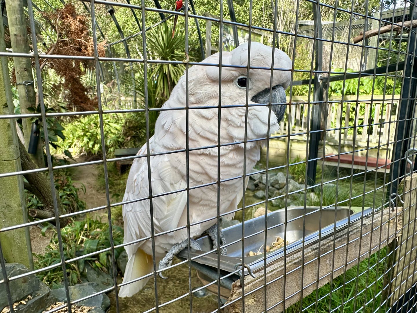 Salmon-crested cockatoo (Cacatua moluccensis)