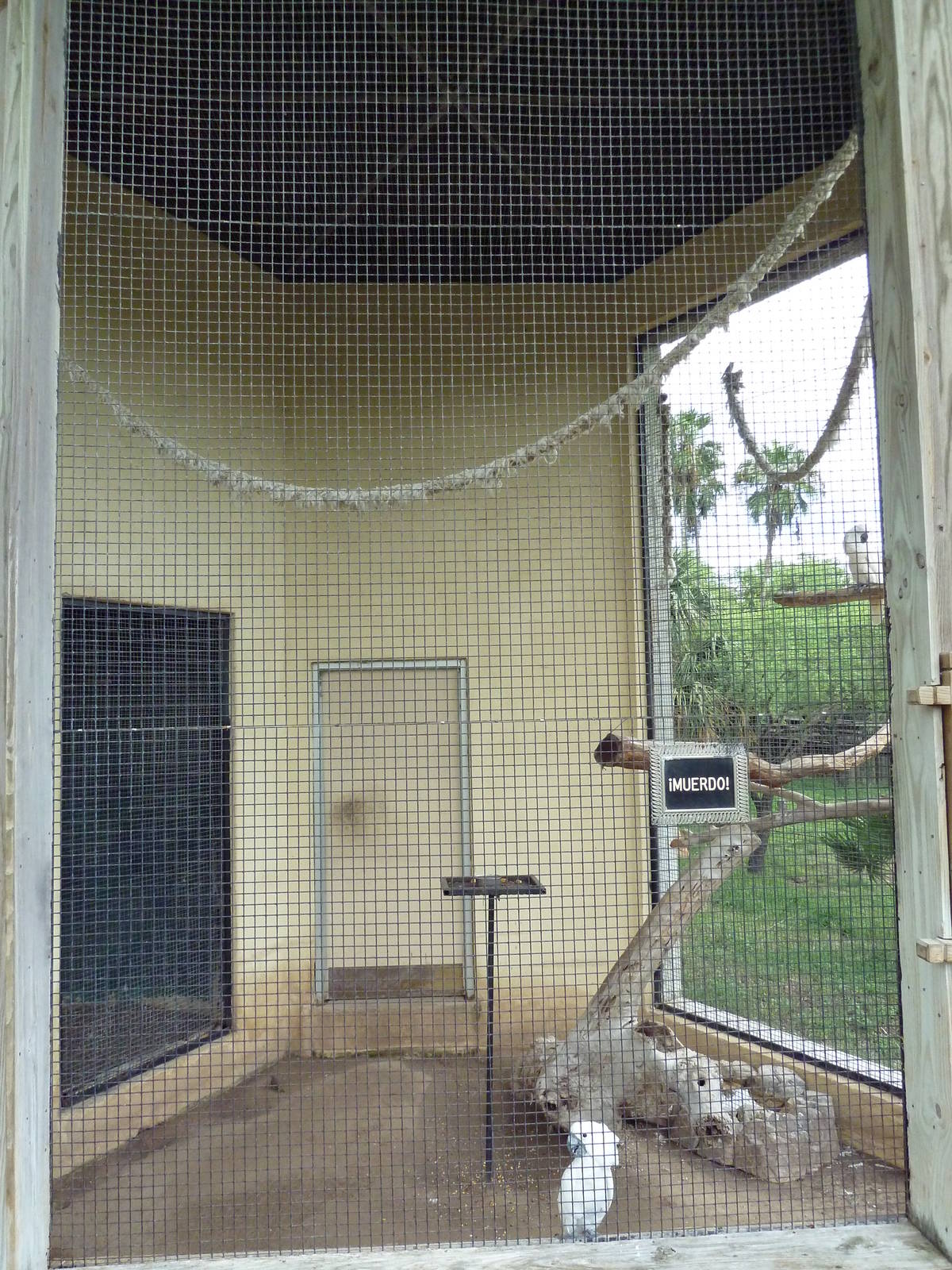 Salmon Crested Cockatoo Exhibit