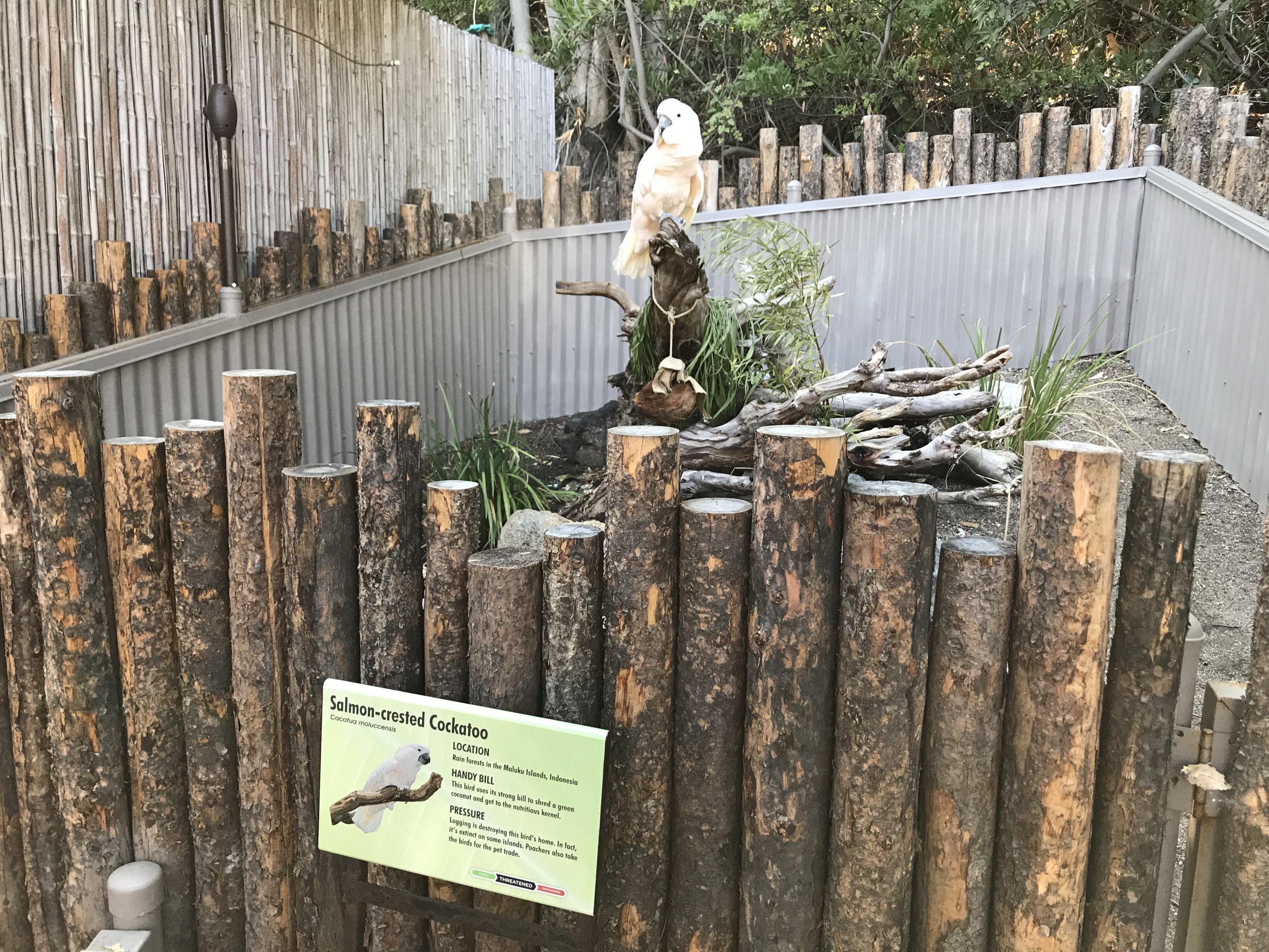Salmon Crested Cockatoo Exhibit
