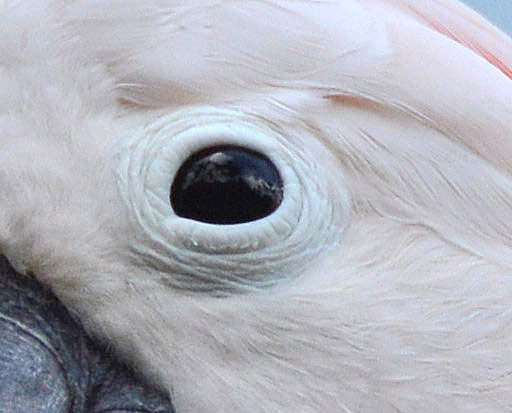 Salmon-crested cockatoo eye