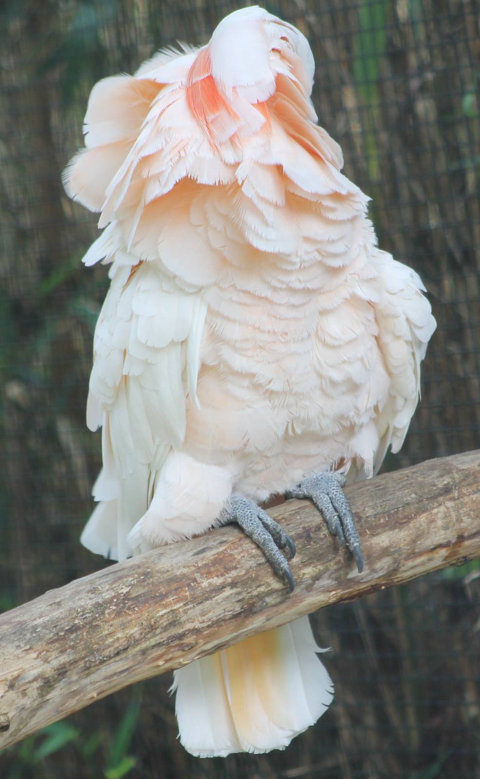 Salmon-crested cockatoo grooming
