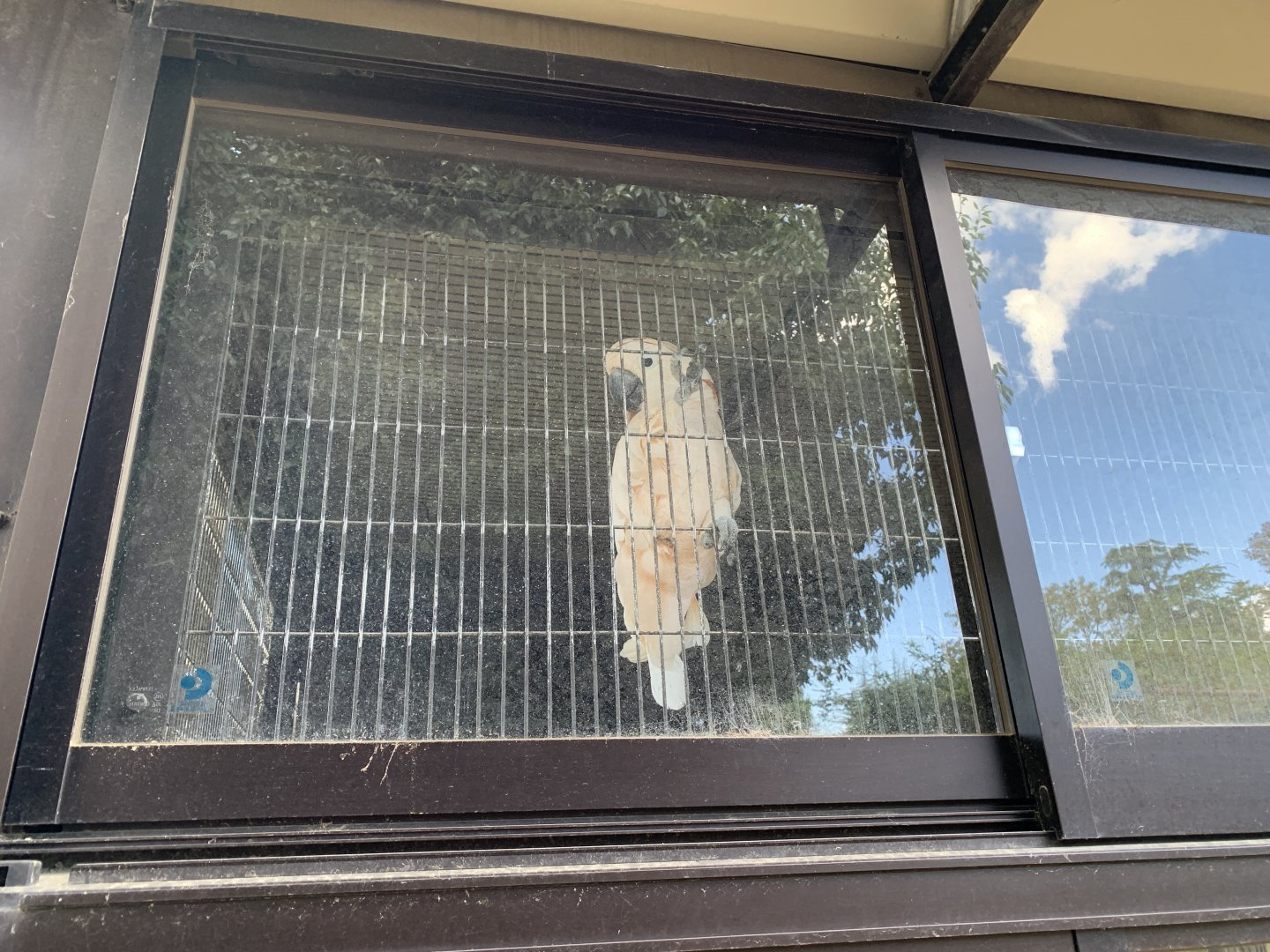 Salmon-crested Cockatoo (Himeji City Zoo)