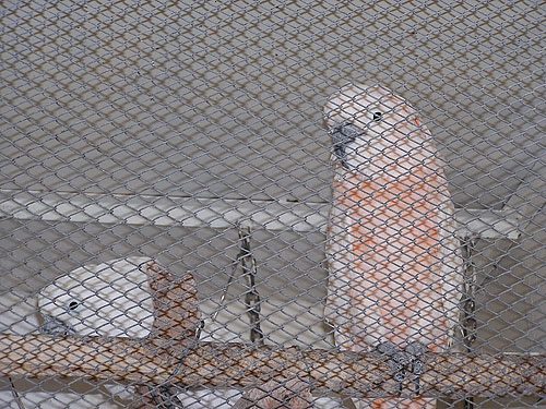 Salmon-crested Cockatoo in Antalya Zoo