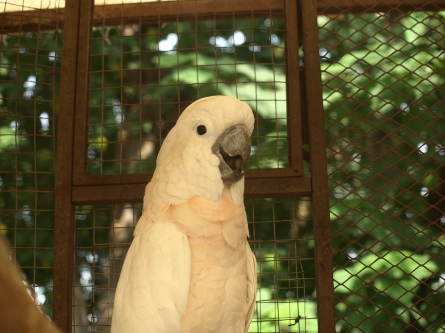 Salmon-crested cockatoo - Lake View Point Bird park 12/7/2018