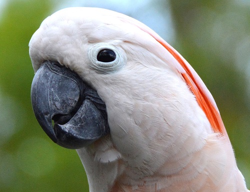 Salmon-crested cockatoo Portrait