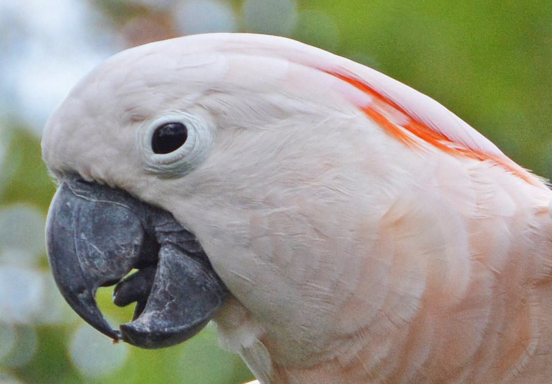 Salmon-crested cockatoo portrait.