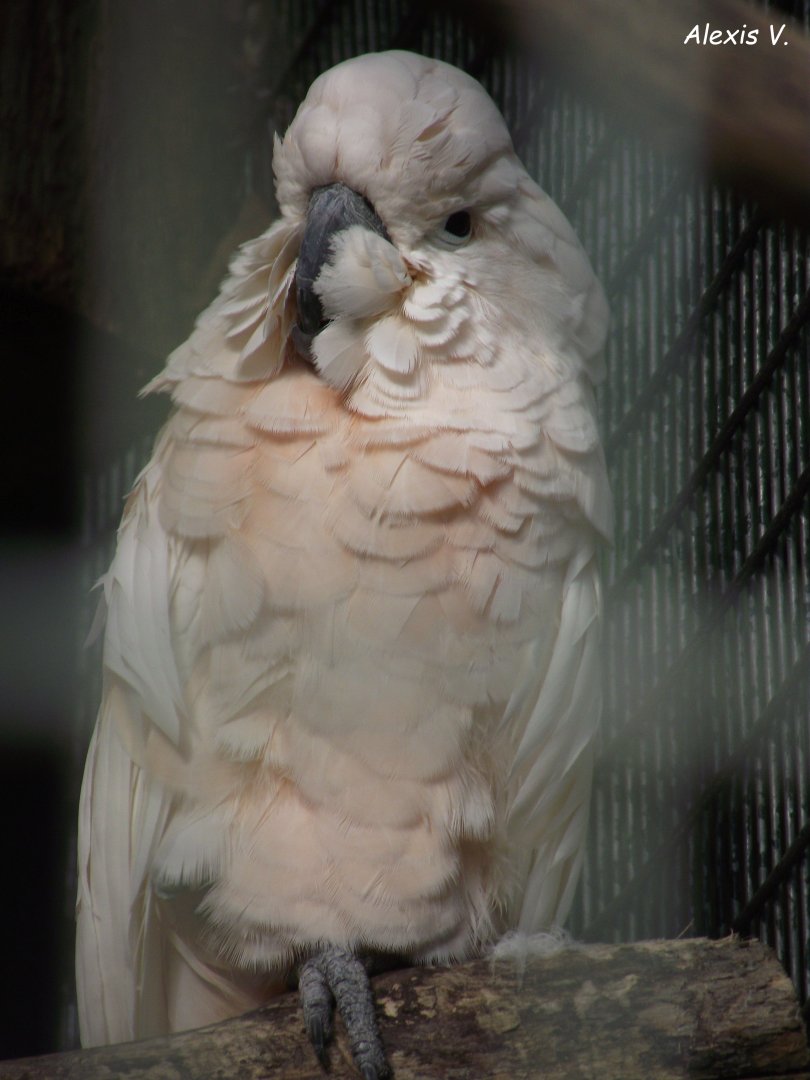 Salmon-crested Cockatoo - Zooparc de Beauval - 10/2020