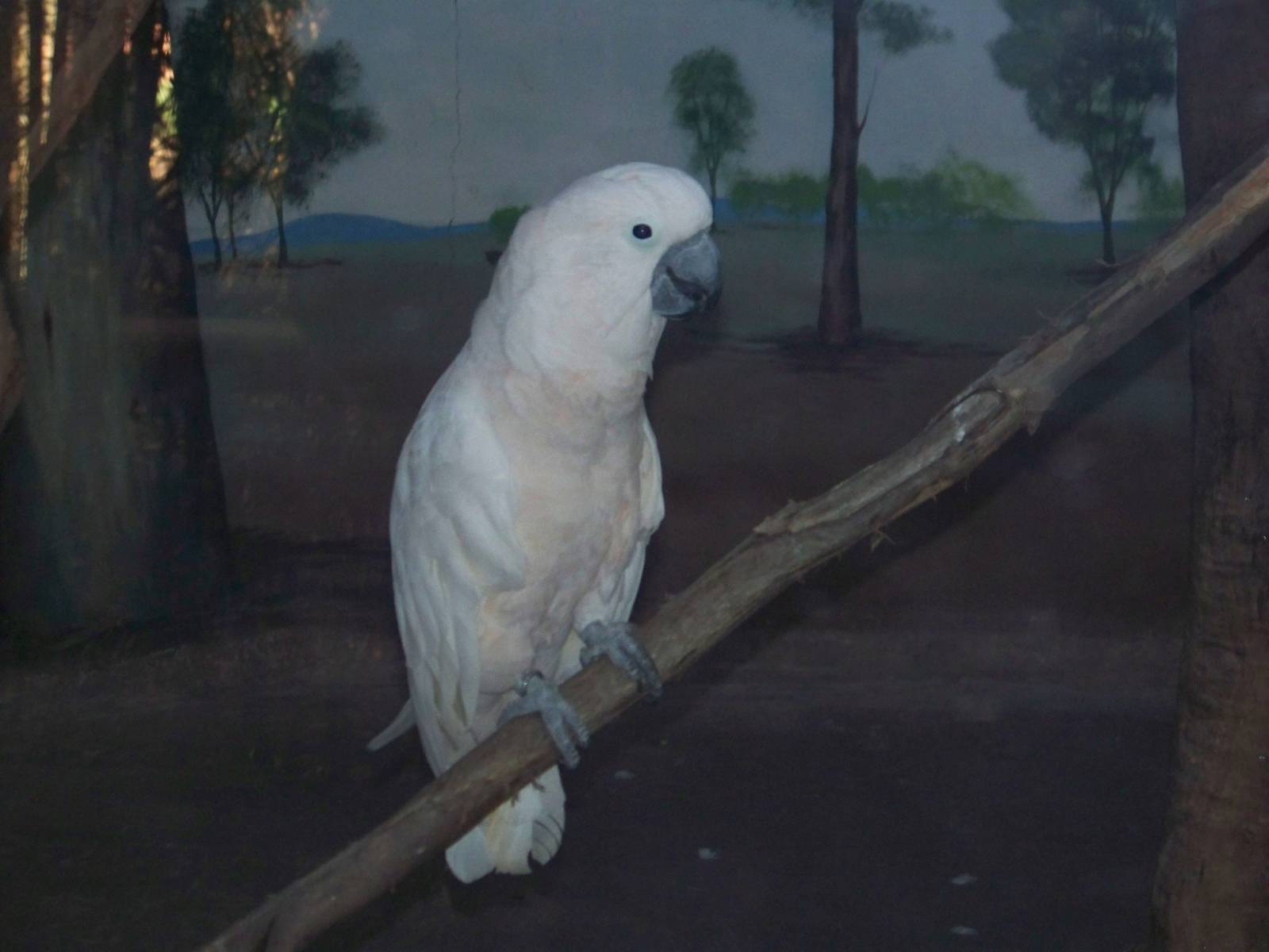 Salmon Crested Cockatoo