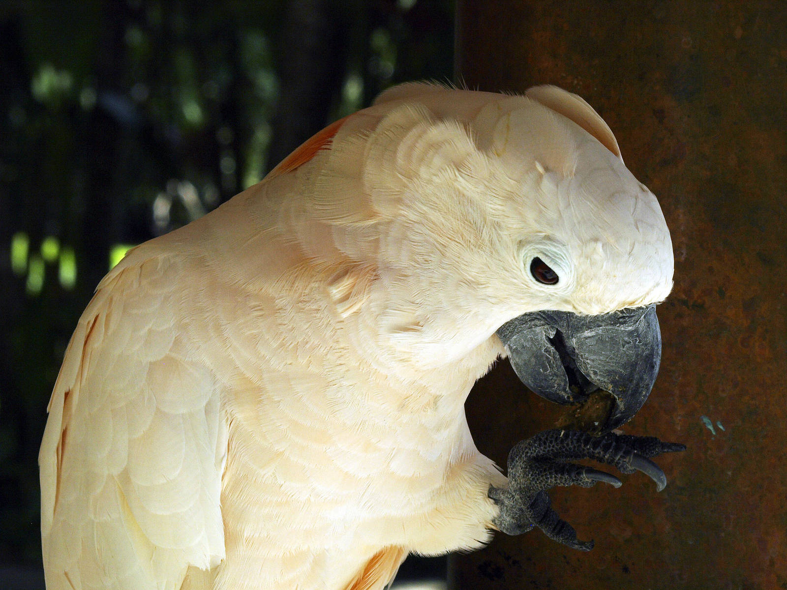 Salmon-crested cockatoo