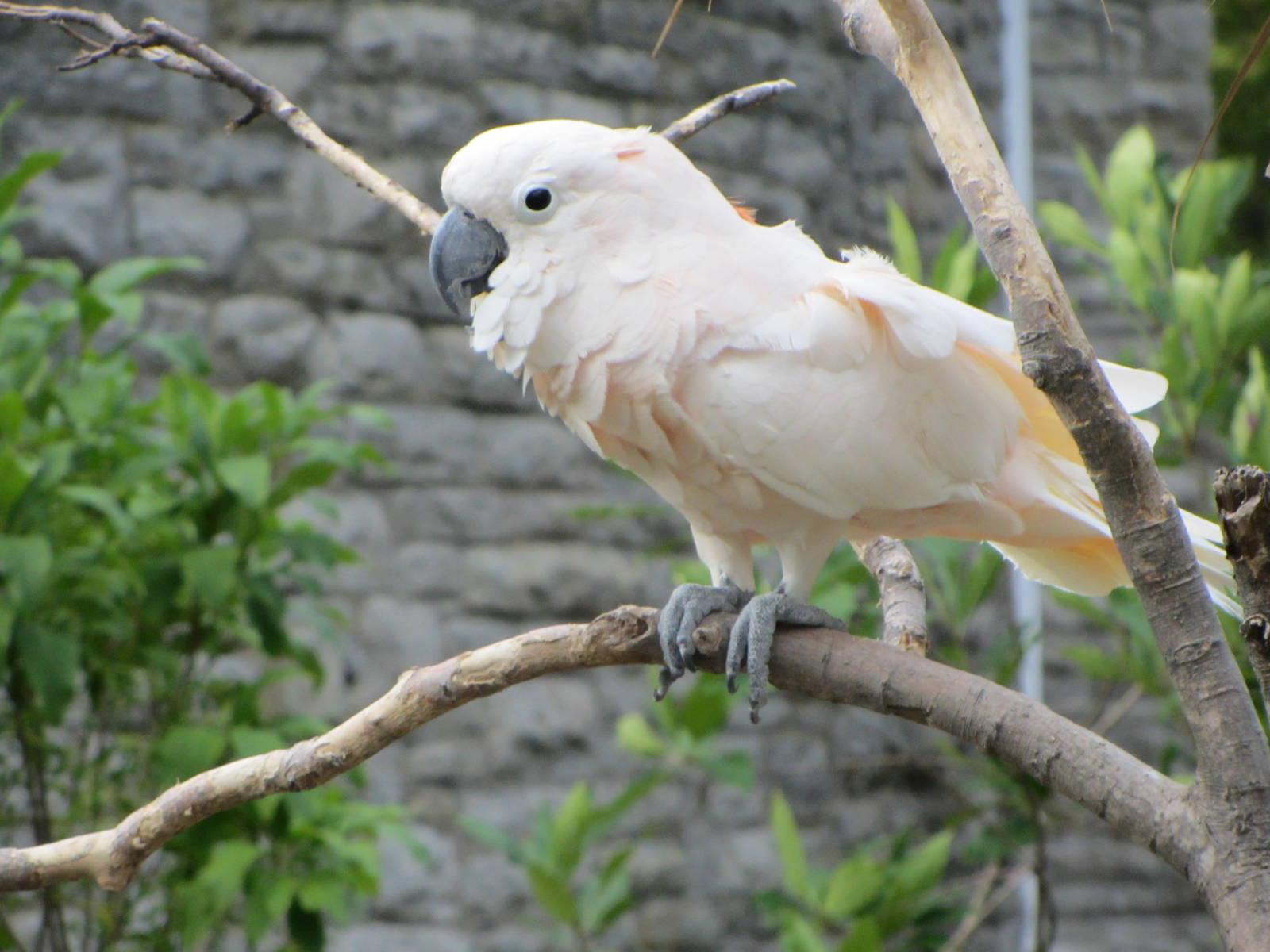 Salmon-crested Cockatoo