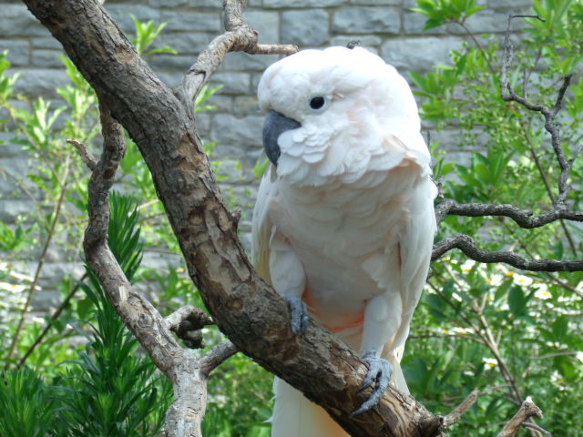 Salmon-Crested Cockatoo
