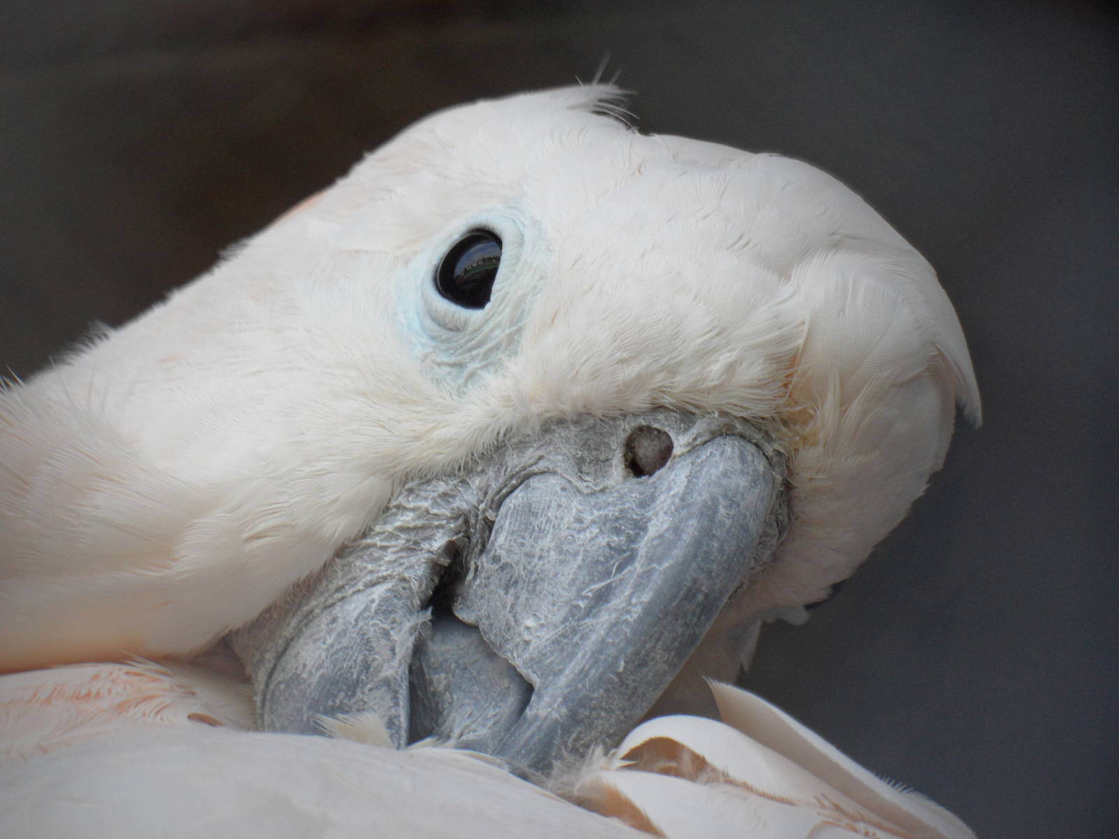 Salmon-crested cockatoo