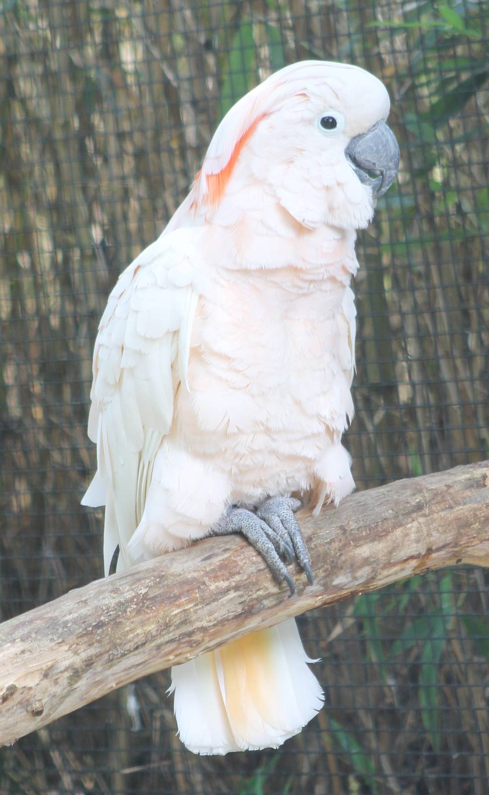 Salmon-crested cockatoo