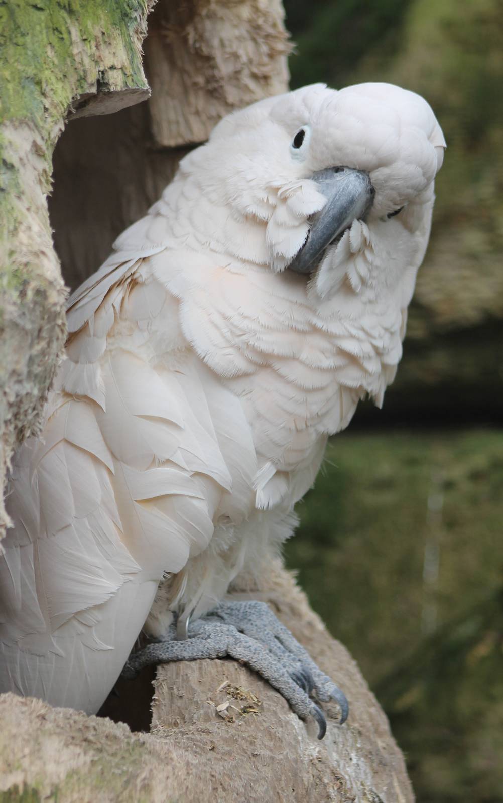 Salmon-crested cockatoo