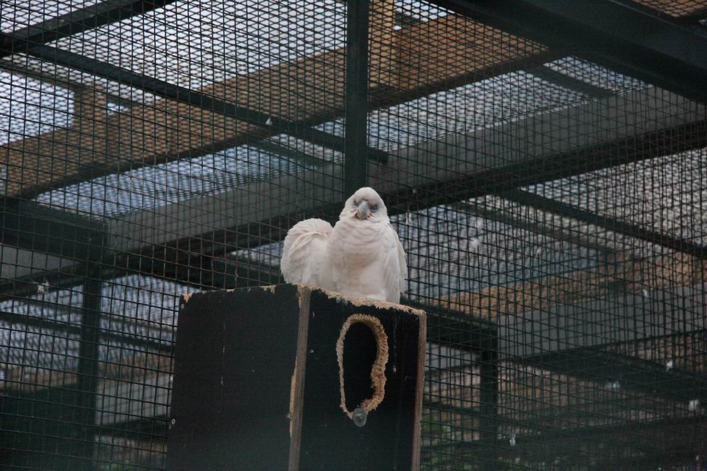Salmon-crested cockatoo